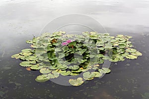 Pink water with many leaves lily in the pond