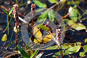 Pink water smartweed flowers Persicaria amphibia in a swamp