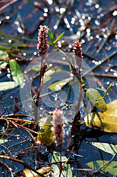 Pink water smartweed flowers Persicaria amphibia in a swamp