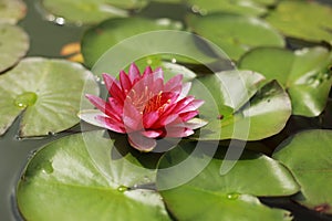Pink water water lily with green water lilies or lotus flower Perry's in garden pond. Close-up of Nymphaea reflected
