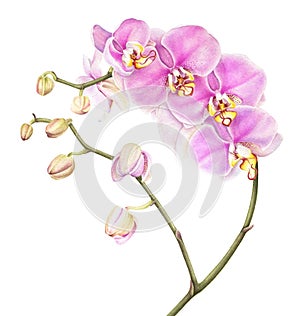 Pink watercolor phalaenopsis orchid isolated on white background.