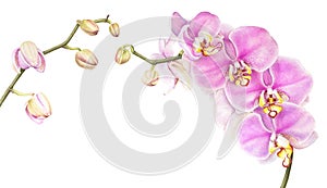 Pink watercolor phalaenopsis orchid isolated on white background.