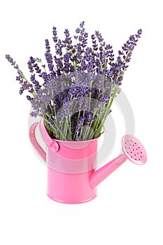 Pink watering can with plucked lavender