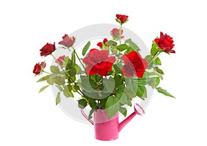 Pink watering can with red roses