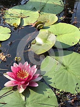 Pink Waterlilies and Green Lily Pads in Pond Water