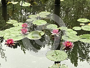 Pink Waterlilies and Green Lily Pads in Swamp Pond Water
