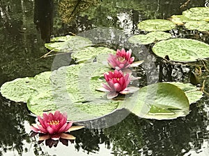 Pink Waterlilies and Green Lily Pads in Swamp Pond Water