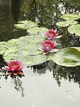 Pink Waterlilies and Green Lily Pads in Swamp Pond Water