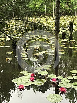 Pink Waterlilies and Green Lily Pads in Swamp Pond Water Landscape