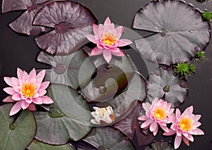 Pink Waterlillies