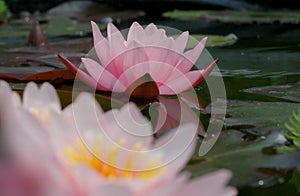 Pink Waterlillies