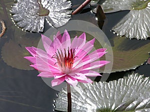 Pink waterlilly