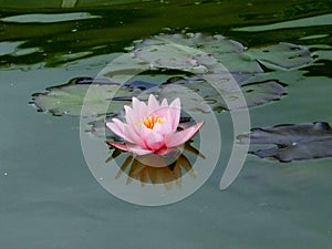 pink waterlilly in the pond