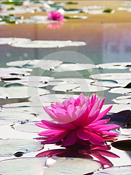 Pink waterlilly with reflection and lilly leaf