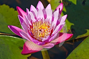 Pink waterlily