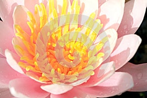 Pink Waterlily