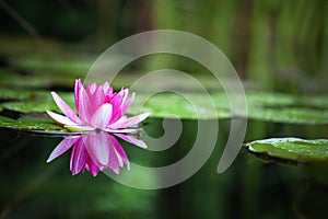 Pink waterlily