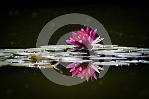 Pink WaterLily