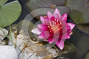 Pink waterlily