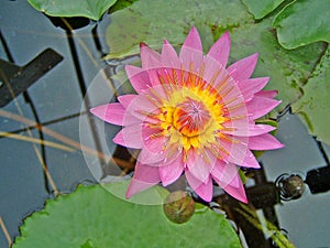 Pink waterlily in bloom