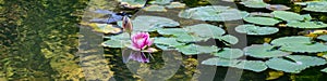 Pink waterlily blooming in a pond with green lily pads and abstract reflections