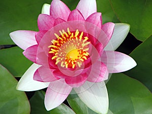 Pink waterlily closeup