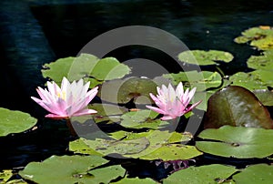 Pink waterlily with damselfly