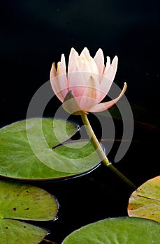 Pink Waterlily Flower