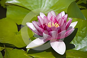 Pink waterlily flower