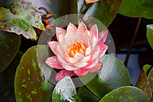 Pink waterlily flower on fish pond