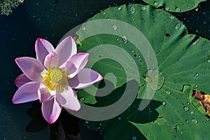 Pink Waterlily Flower and Lily Pad with Water Droplets