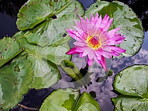 Pink Waterlily Flower