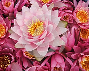 Pink waterlily flowers