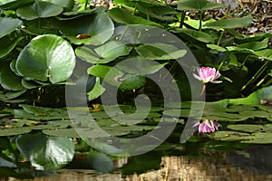 Pink waterlily among green leaves in a pond
