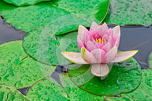 Pink waterlily or lotus flower