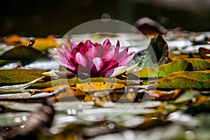 Pink WaterLily