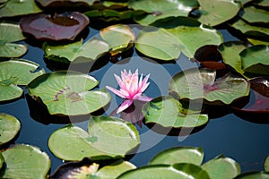 Pink Waterlily Surrounded by Lily Pads in a Blue Watery Pond on a Sunny Day