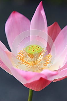 Pink waterlily on tropical garden