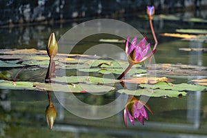 Pink waterlily in the water with reflection in a pond