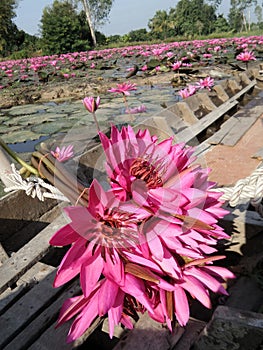 Pink waterlily in wooden boat