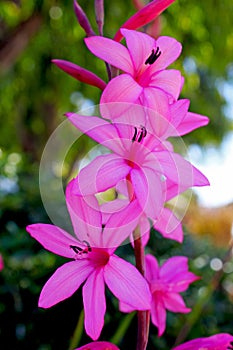 Pink Watsonia rogersii flower