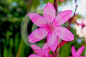 Pink Watsonia rogersii flower