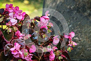 Pink wax begonia flowers blooming outdoors on sunny day