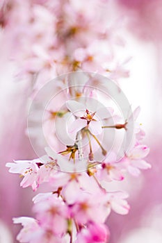 Pink weeping cherry blossoms