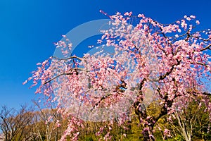 A pink weeping cherry tree against clear blue sky