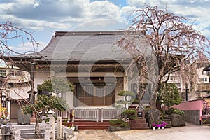 Pink weeping cherry tree at Shushoin temple of Yanaka in Tokyo.