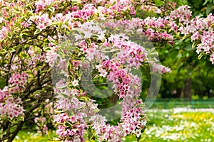 Pink Weigela florida flowers Caprifoliaceae in the park