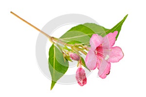 Pink Weigela Flower Isolated on White Background