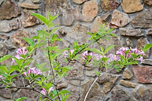 Pink Weigela Flowers On A Stone Wall Background.