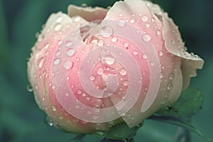 Pink wet peony flower petals with water drops